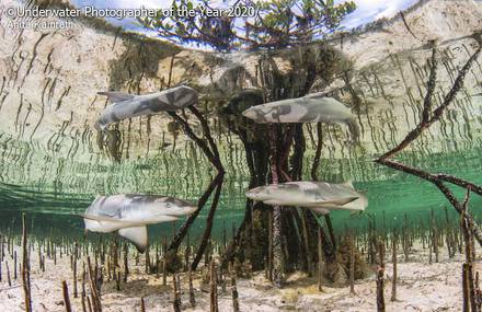 The Amazing Pictures from the Underwater Photographer of the Year Contest
