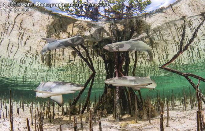 The Amazing Pictures from the Underwater Photographer of the Year Contest