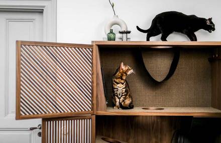 A Modern Flat Designed for Cats