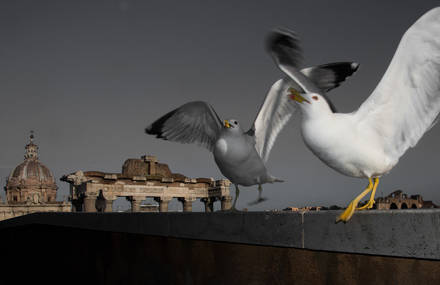Birds from Rome by Skander Khlif