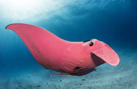 Underwater Photographs of the Unique Pink Manta Ray
