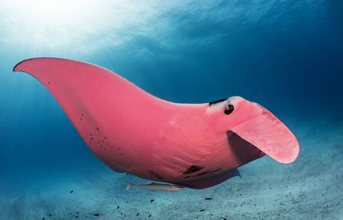 Underwater Photographs of the Unique Pink Manta Ray