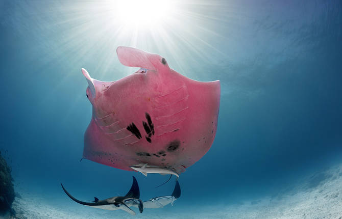 Underwater Photographs of the Unique Pink Manta Ray