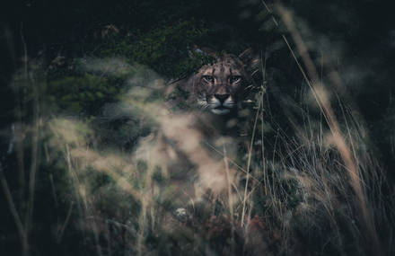 Wildlife in Patagonia Captured by Konsta Punkka