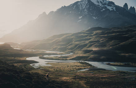 Wildlife in Patagonia Captured by Konsta Punkka