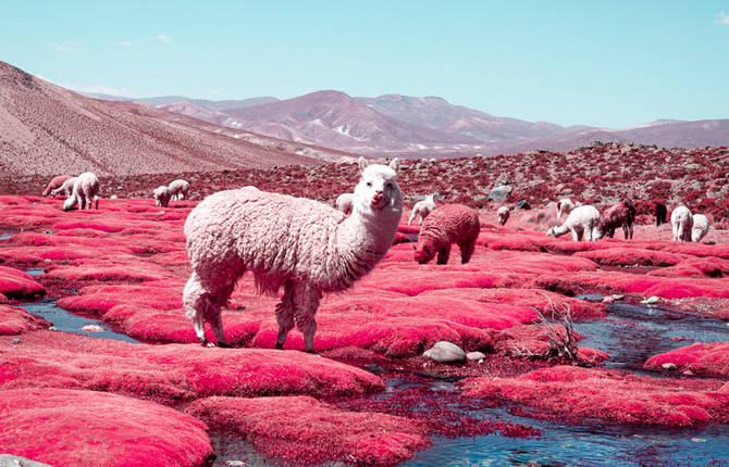 Alpacas in Dreamy Colors