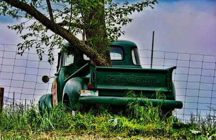 Trees Growing in Cars