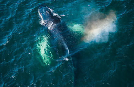 Dozens Of Whales Photographed By A Drone