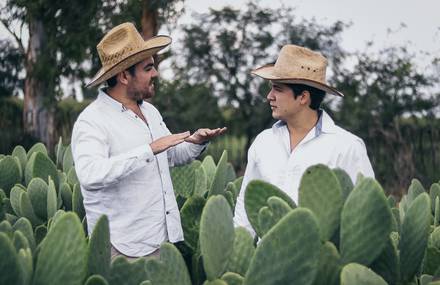 Vegan and Sustainable Leather Made with Cactus