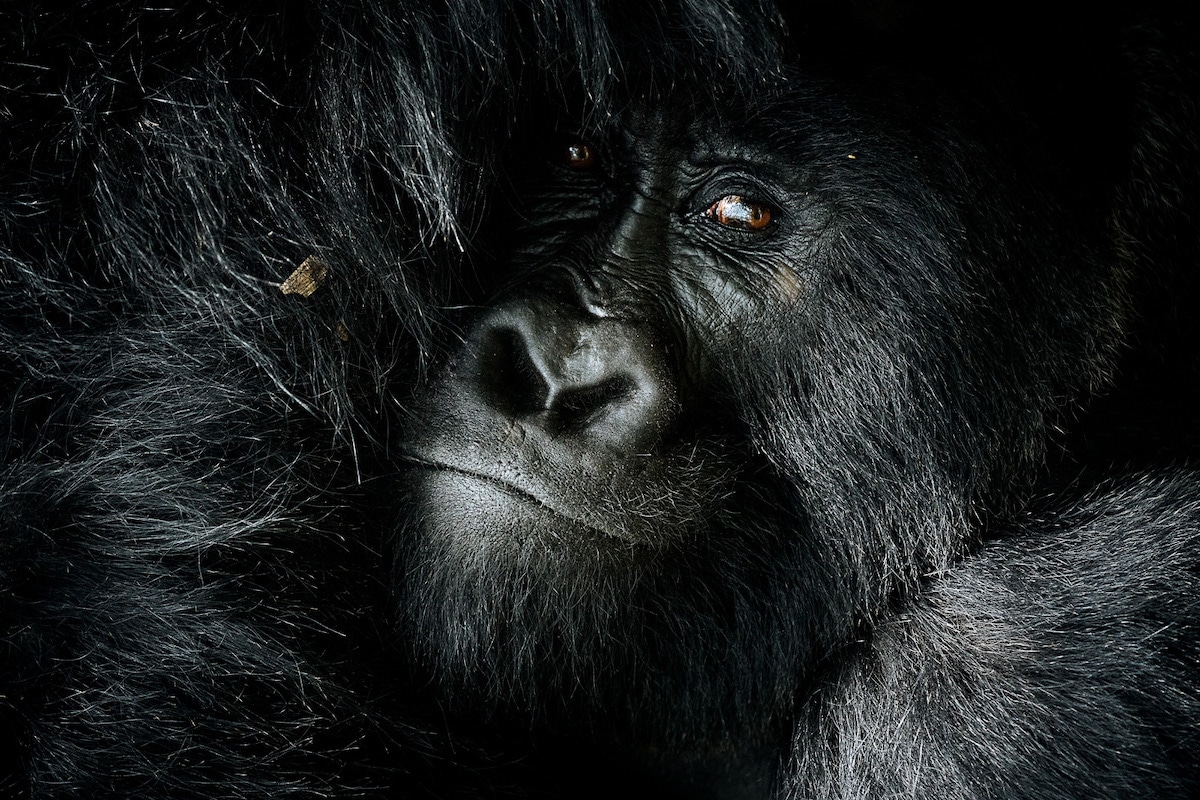 africanparks-fubiz (1)