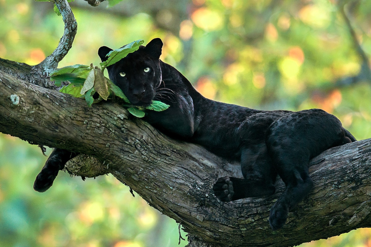 africanparks-fubiz (3)