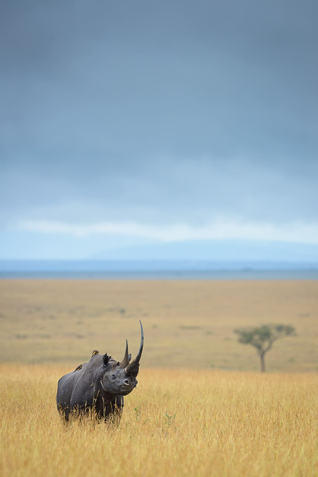 africanparks-fubiz (5)