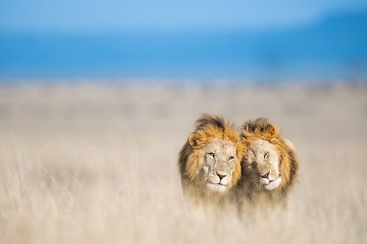 africanparks-fubiz (6)