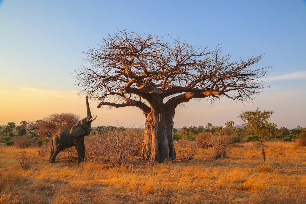 africanparks-fubiz (7)