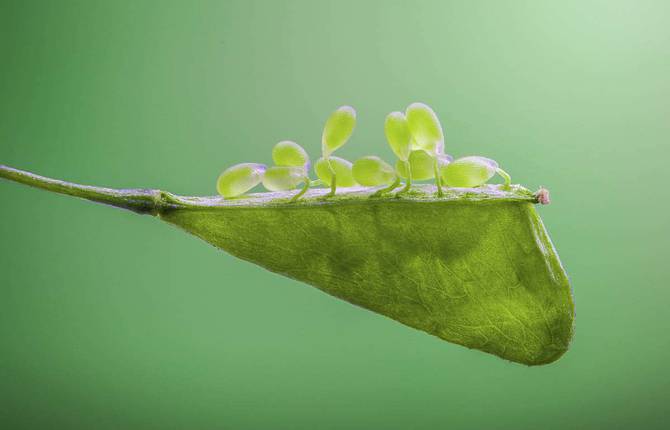 Best Pictures from the 2020 Macro Art Garden Photographer of the Year