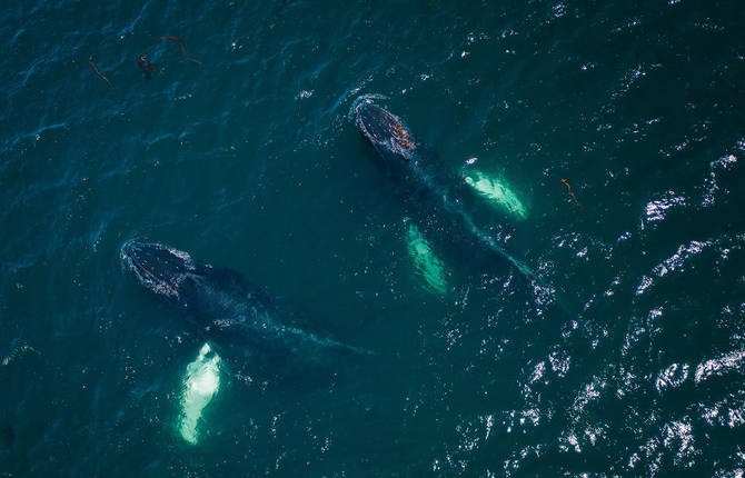 Dozens Of Whales Photographed By A Drone