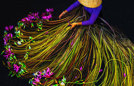 Pictures of the Water Lily Harvest by Trung Huy Pham