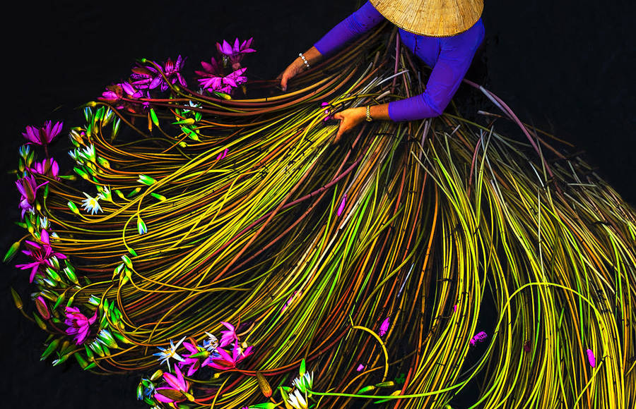 Pictures of the Water Lily Harvest by Trung Huy Pham