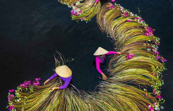 Pictures of the Water Lily Harvest by Trung Huy Pham
