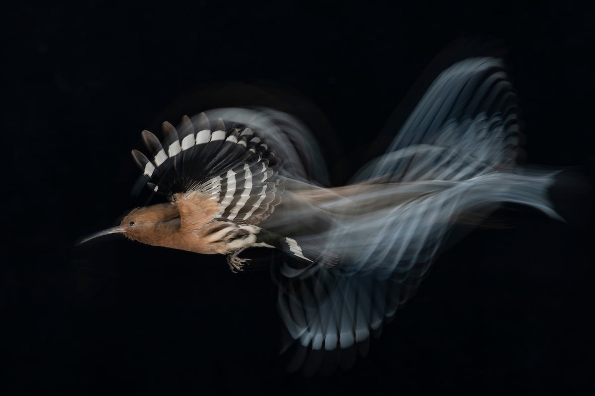 BPOTY-Birds-in-Flight-Gold