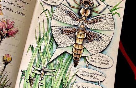 The Beautiful Illustrated Secrets of a Devon Wood