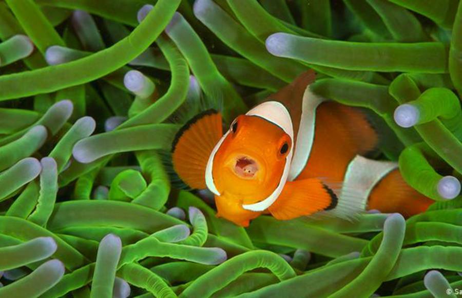 Winners of Wildlife Photographer of the Year 2020