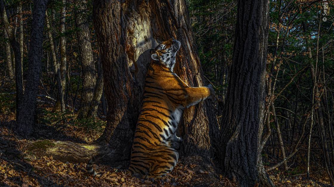 les-splendides-photos-recompensees-par-le-wildlife-photographer-of-the-year-2020