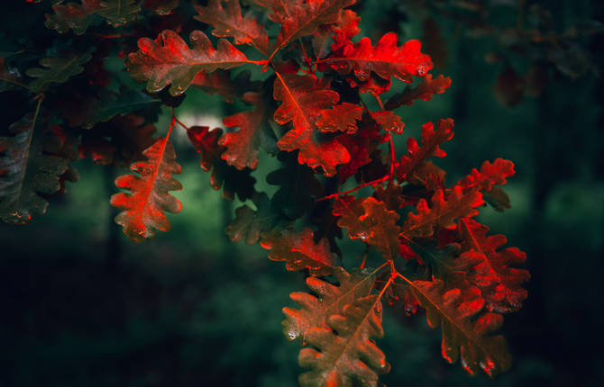 Stunning Flowers in Neonlight