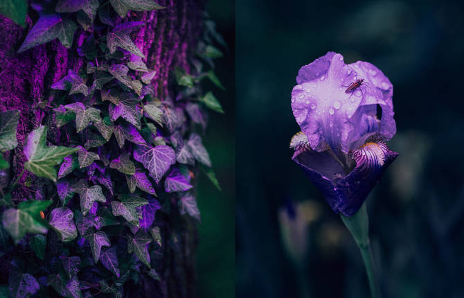 Stunning Flowers in Neonlight