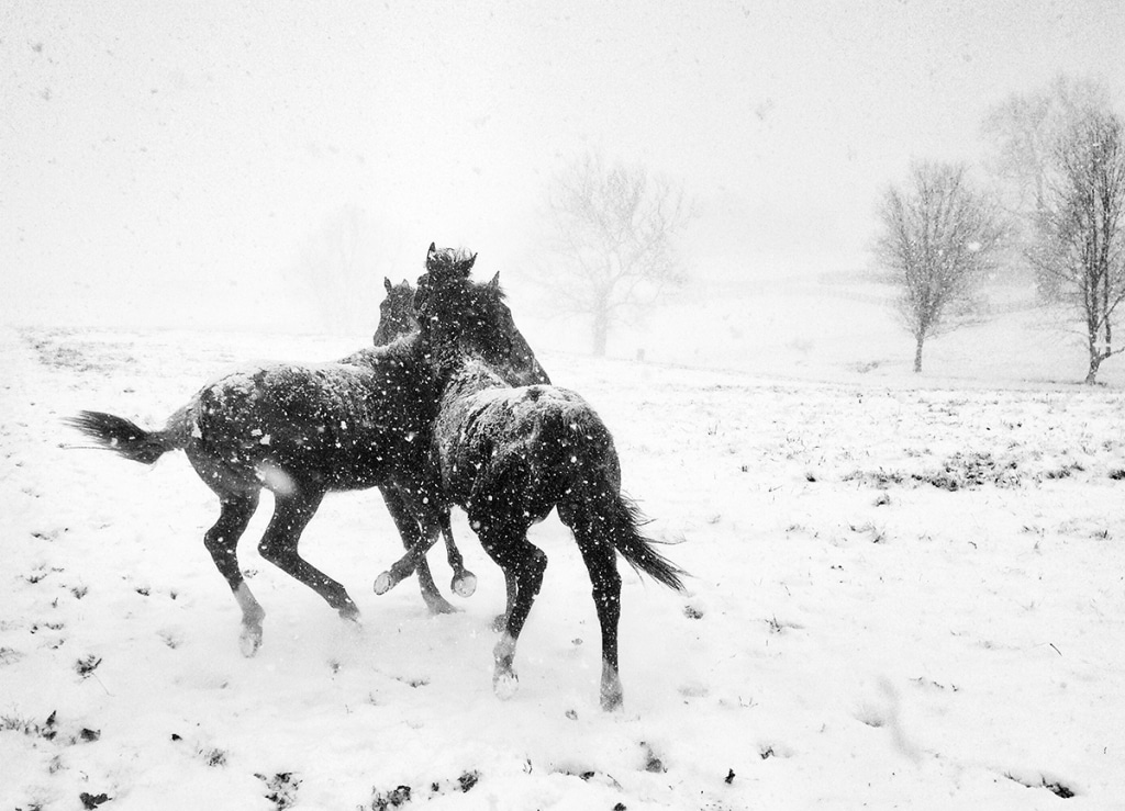 Alessandra_Manzotti_HORSE_PLAY_BlackWhite_iPhone5C_ITALY-1024x739