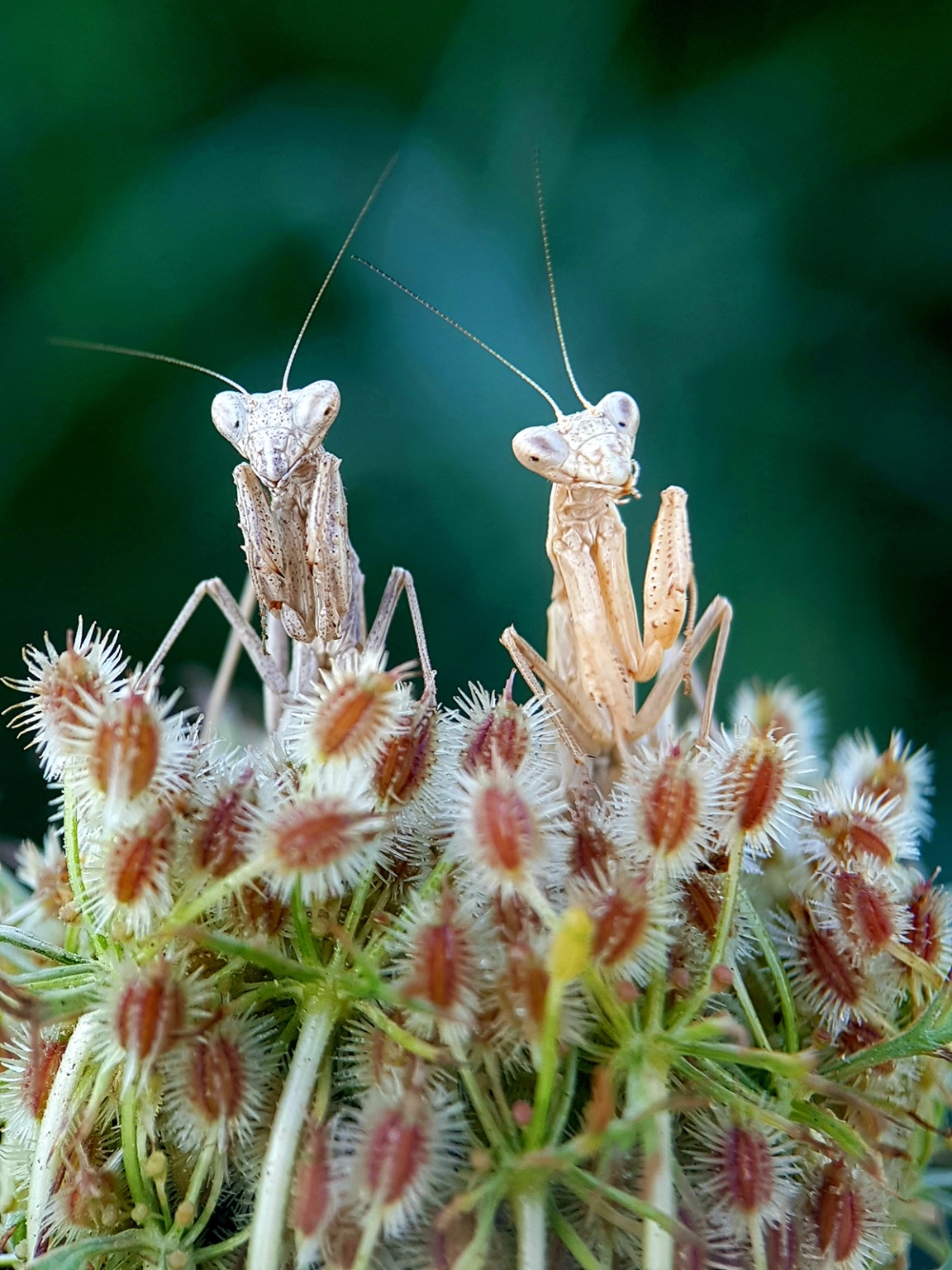 Fabio_Sartori_DUO_MacroDetails_SamsungGalaxyS8_ITALY-1152x1536