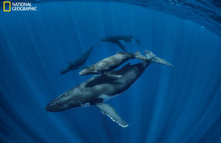 National Geographic for the Defense of Whales in its May Issue