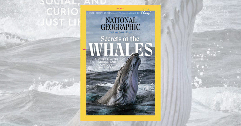 NatGeo-is-Providing-Ways-to-Help-Threatened-Creatures-and-Habitats--800x420