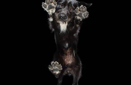 Cute Pets Seen from Below