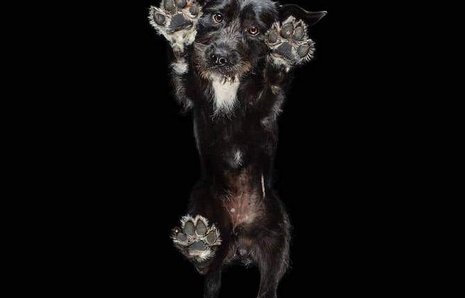 Cute Pets Seen from Below