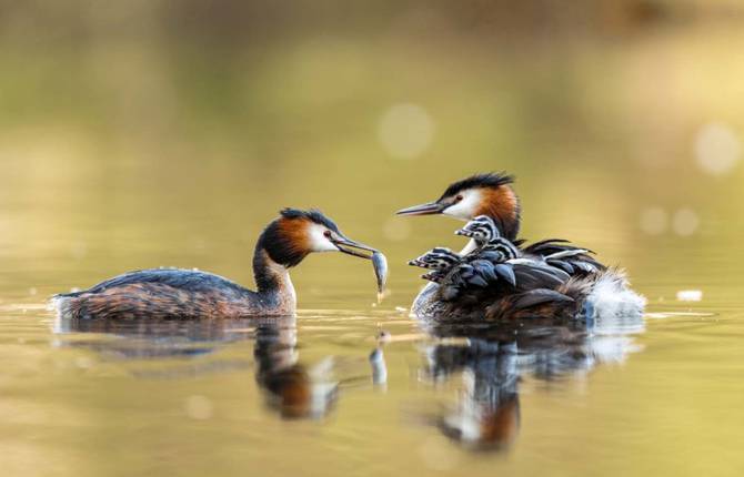 Some Awesome Wildlife Pictures by the GDT