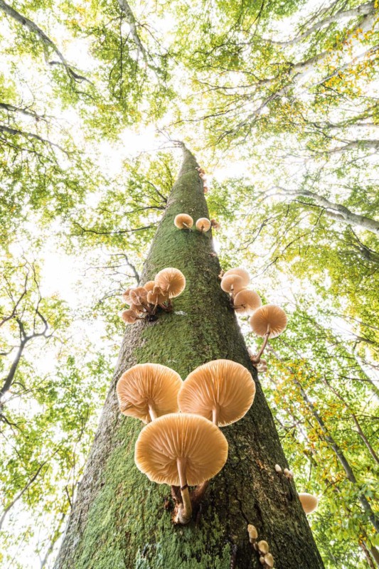 GDT-nature-wildlife-photography-awards-plants-fungi-petapixel-533x800
