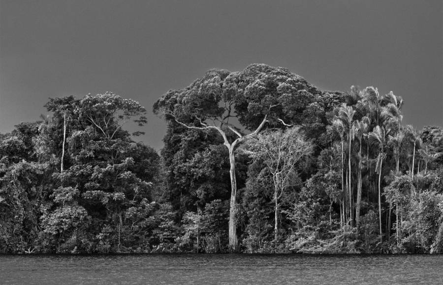 Amazônia : the New Book of Sebastião Salgado