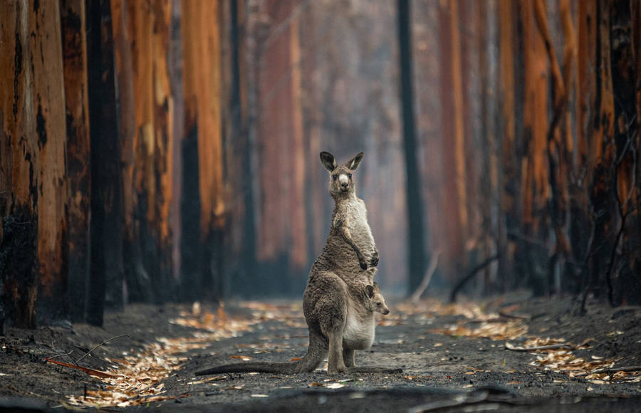 Winners of the BigPicture Natural World Photography