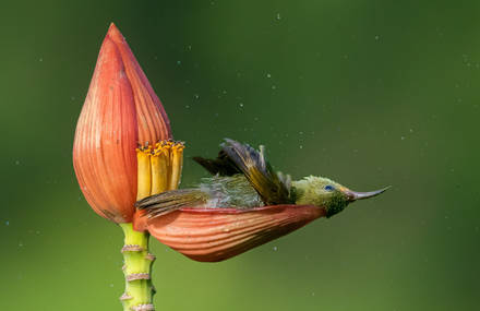 Discover the best Bird Photographers of the Year