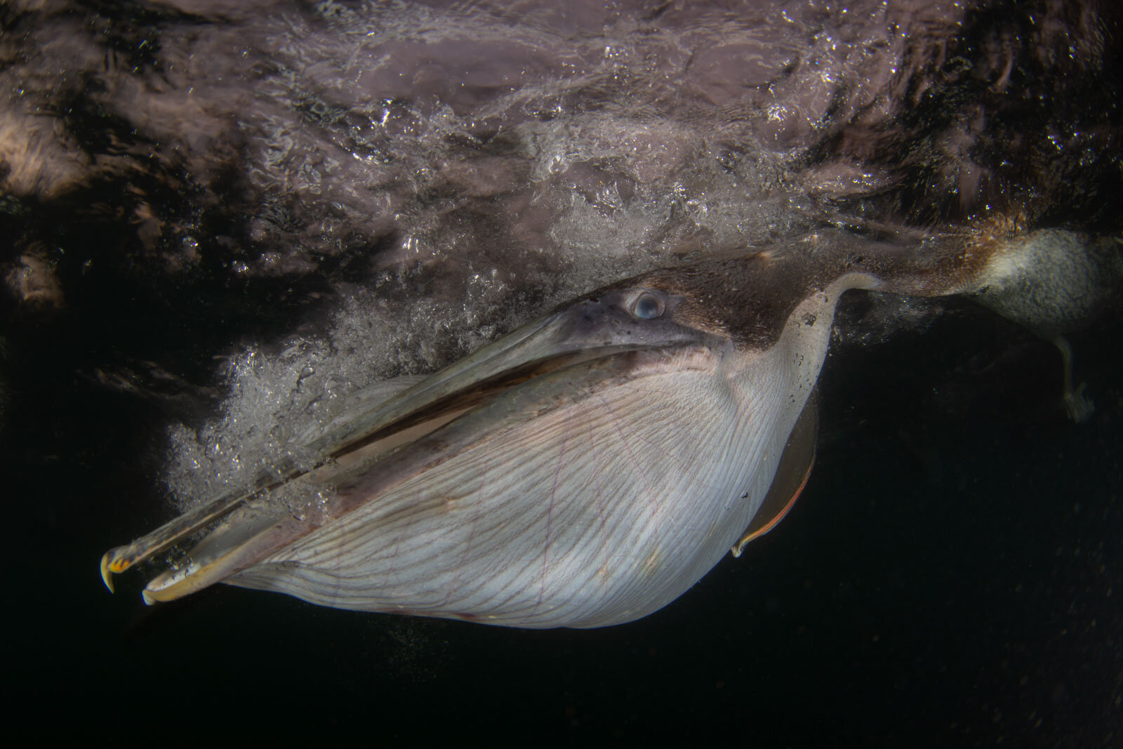 'Underwater Portrait' by Felipe Foncueva (Gold)