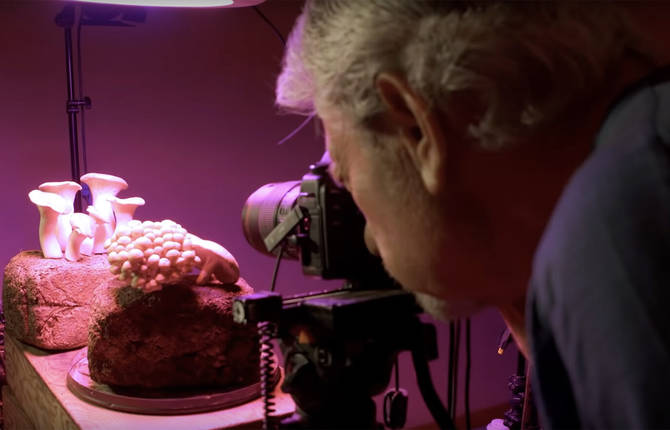 Behind the Scenes of Fantastic Fungi Netflix Documentary