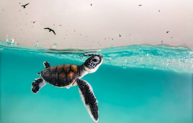 The Ocean Photographer of The Year