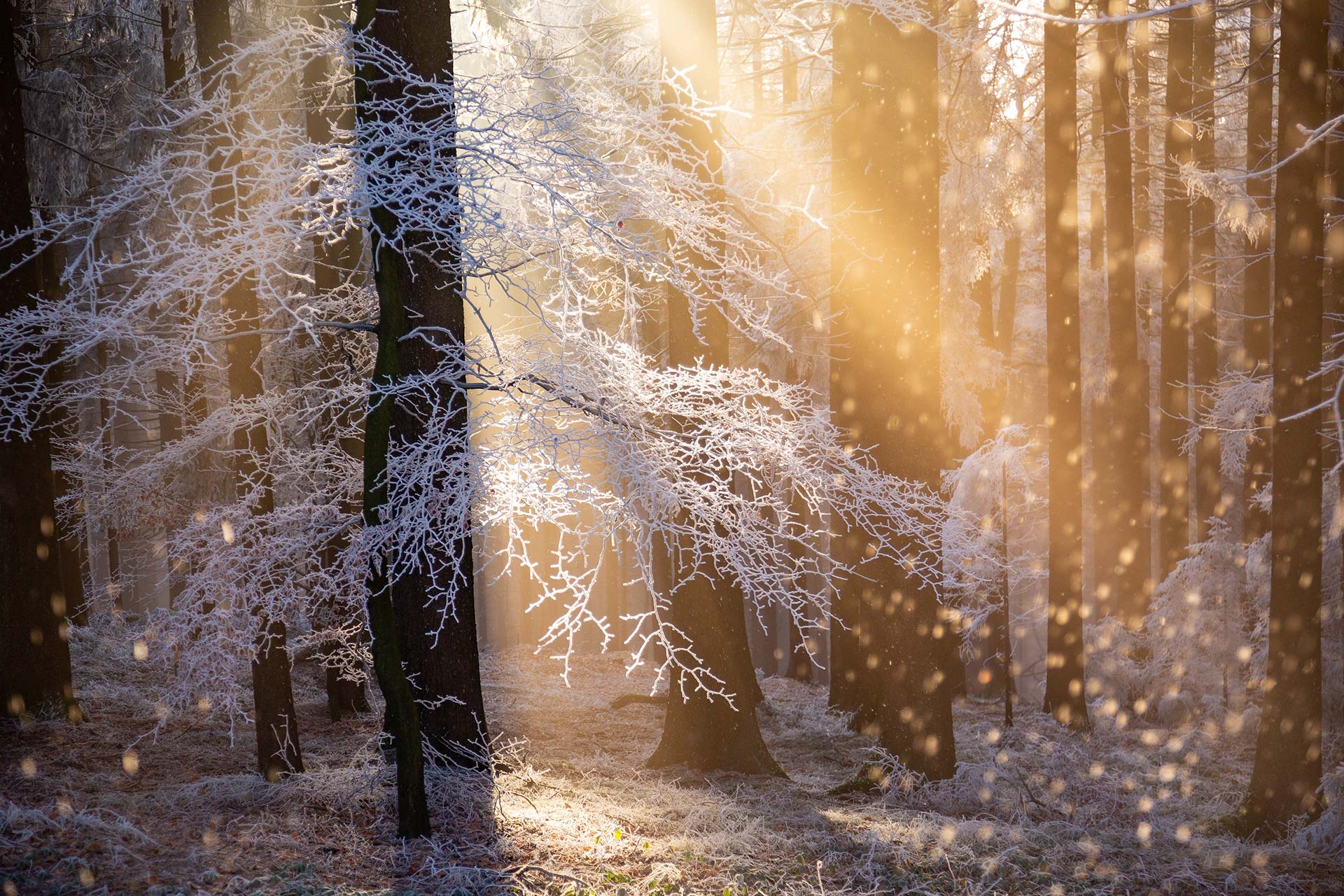 Discover the most beautiful photographs in the “nature of the year” competition