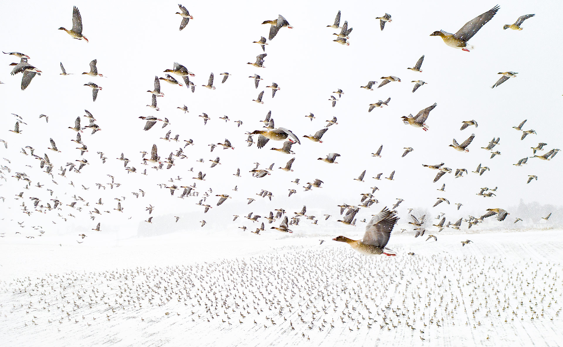 Terje Kolaas Winter Migration