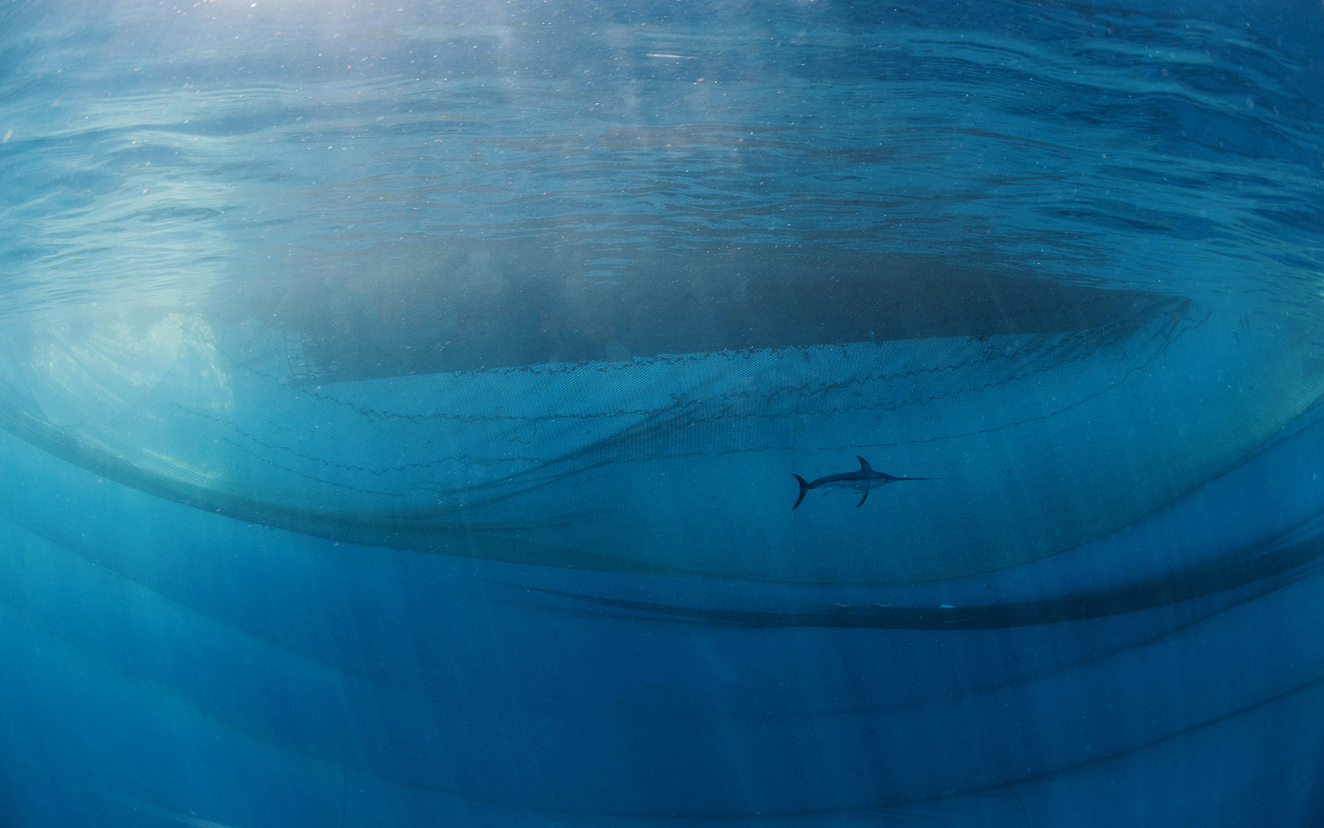 The king of the ocean Javi Murciar