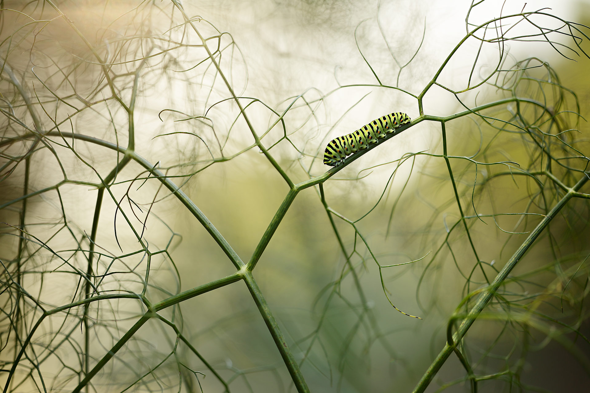 Walking among fennels Ruben Perez Novo