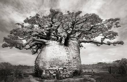 Stunning Baobabs by Beth Moon