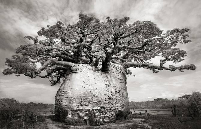 Stunning Baobabs by Beth Moon