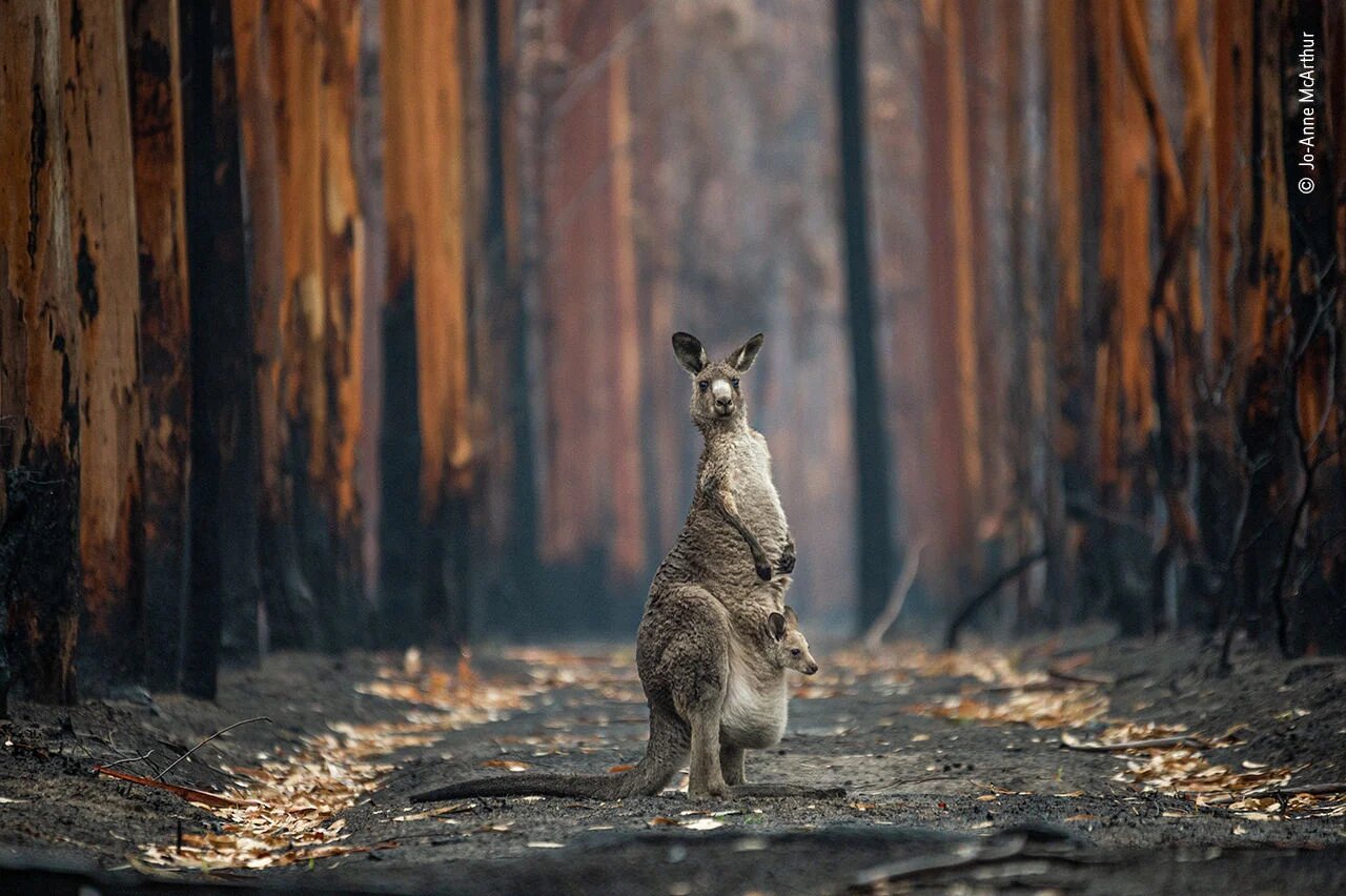  Jo Anne McArthur Wildlife Photographer of the Year Fubiz Media